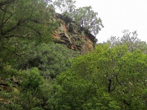 Cliff Above Trees