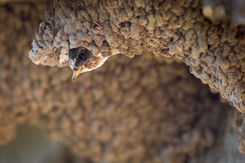 cliff swallow bird wildlife