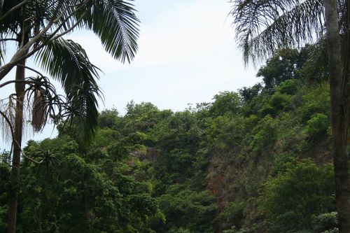 Cliff With Subtropical Vegetation