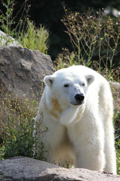 climate change polar bear zoological garden