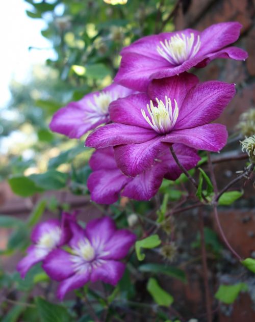 Clematis 2