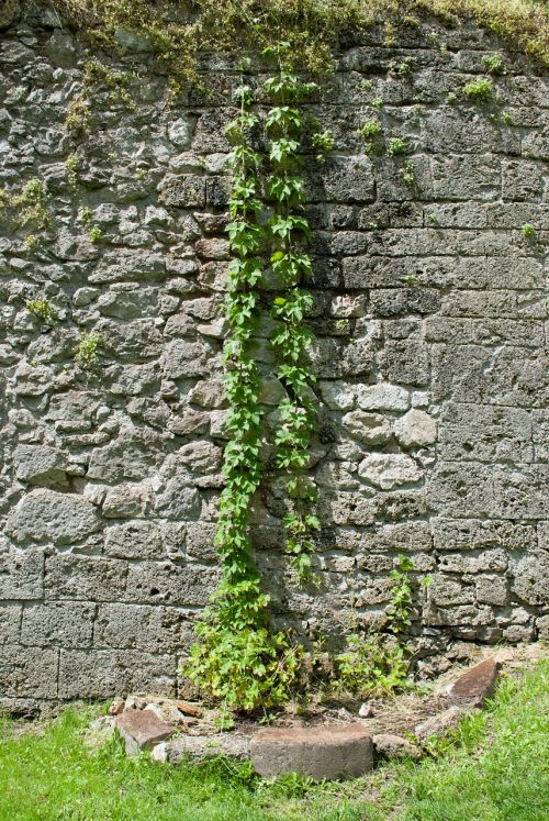 climber plant stone wall
