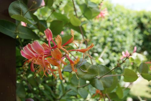 climber flower blossom