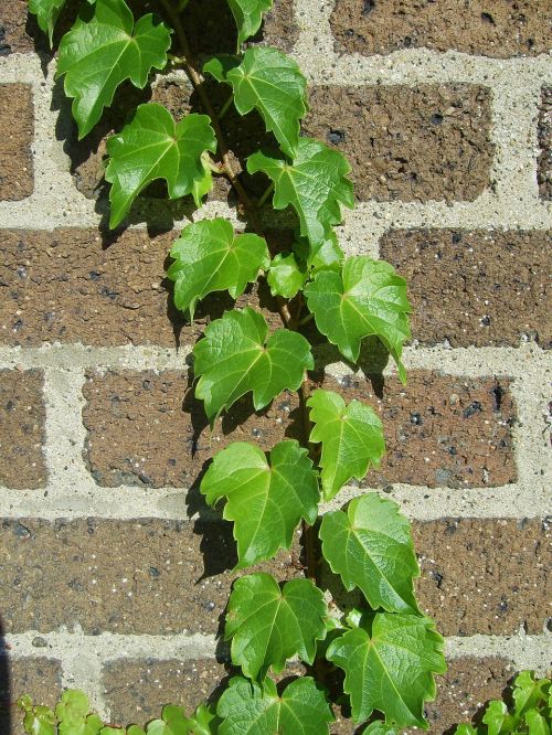 climber wall leaves