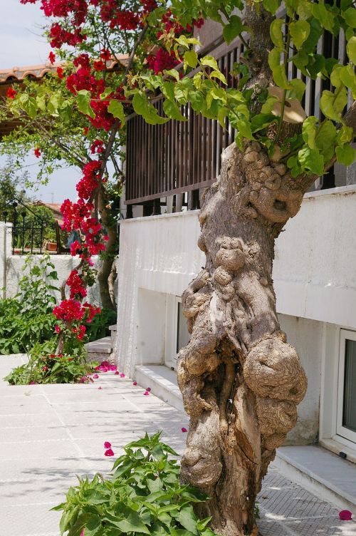 climber bougainvillea four o'clock plant