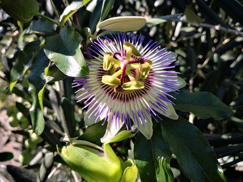 climber plant  plant  flower