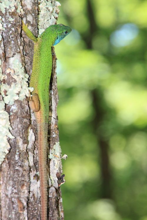 climbing forest green