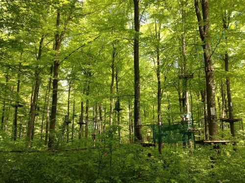 climbing garden forest nature