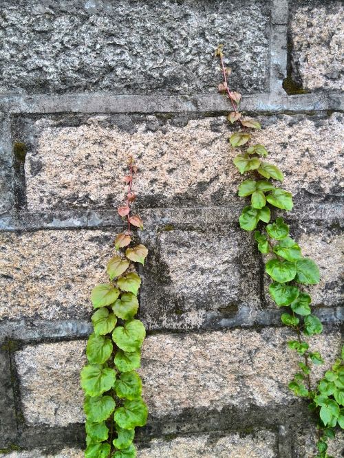 climbing imaginary grass wall