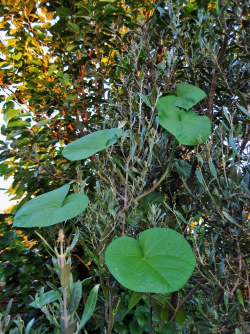 Climbing Morning Glory