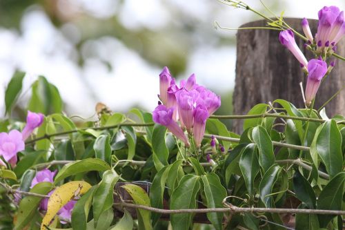 climbing plant purple color flowers