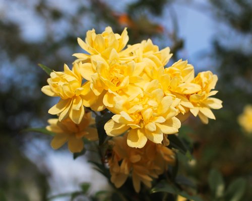 climbing rose  rose blossoms  yellow