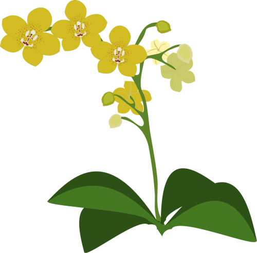 clip art flor flora