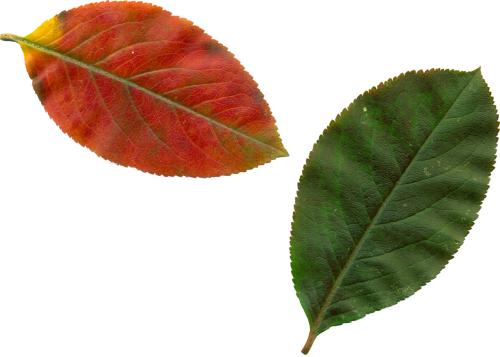 clipart leaves autumn leaves