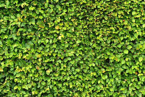 clipped hedge  foliage  leaves