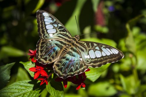 clipper butterfly insect