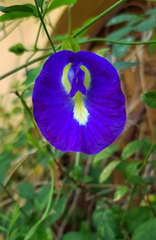 clitoria ternatea butterfly pea