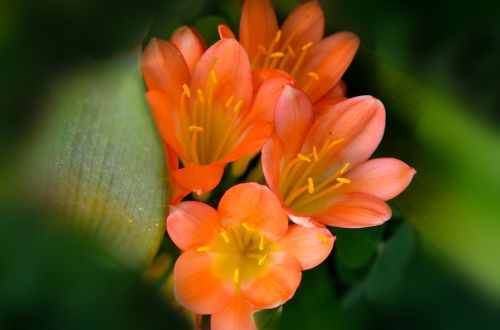 clivia flowers nature