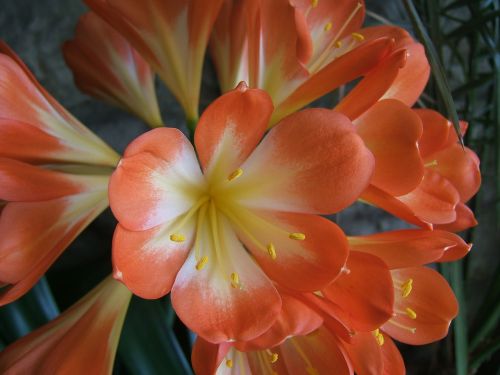 clivia vegetation nature