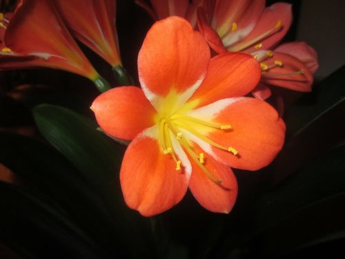 clivia flowers orange