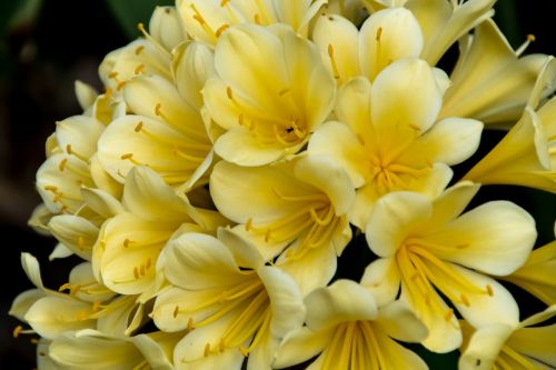 clivia yellow bulb