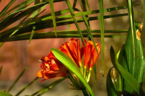 clivia flower plant