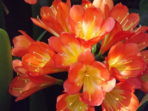 clivia  bloom  blossom