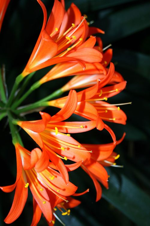 Clivia Flowers