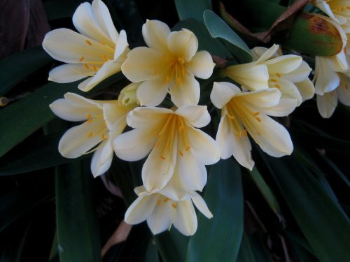 clivia miniata natal lily flowers