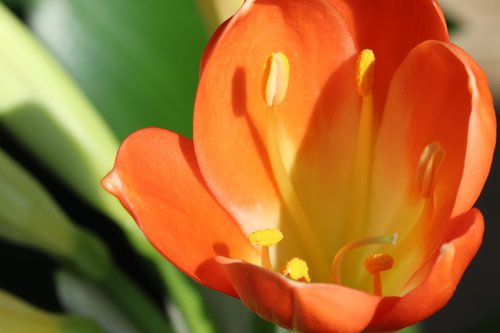 clivia miniata  spring flowers  flower