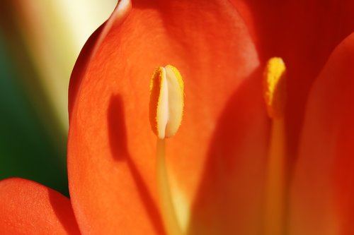 clivia miniata  flower  flowers