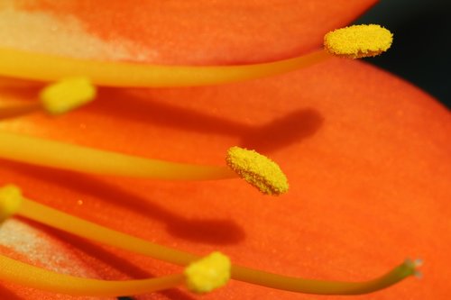 clivia miniata  flowers  beautiful