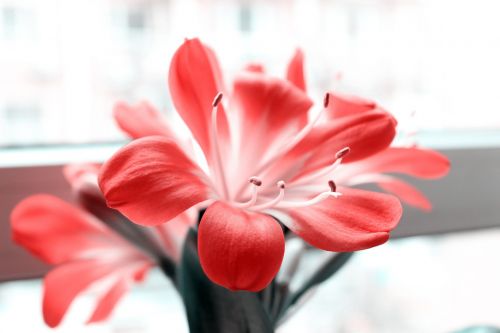 clivia miniata color po flowers