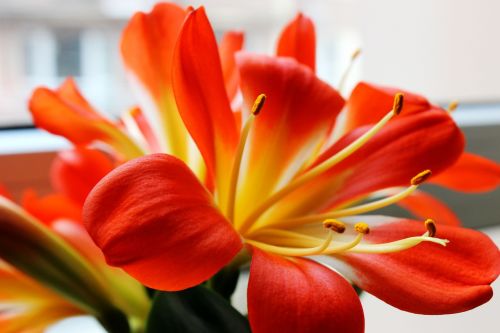 clivia miniata flowers petal