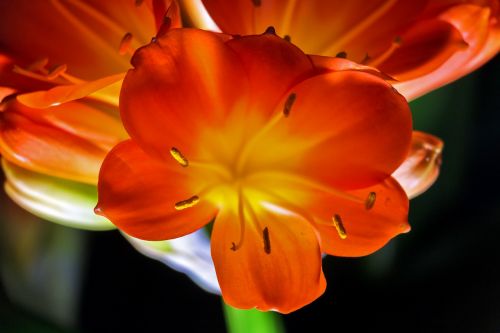 clivia miniata klívia flower