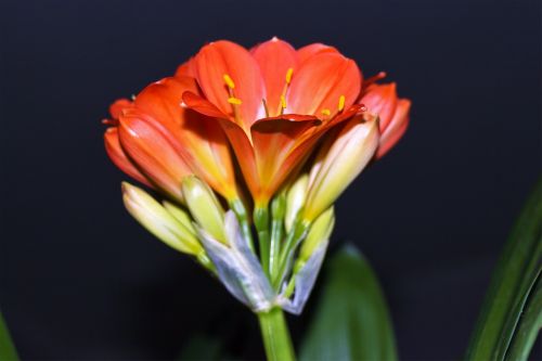 clivia miniata klívia flower