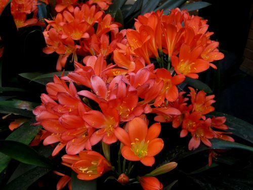 clivias lillies orange