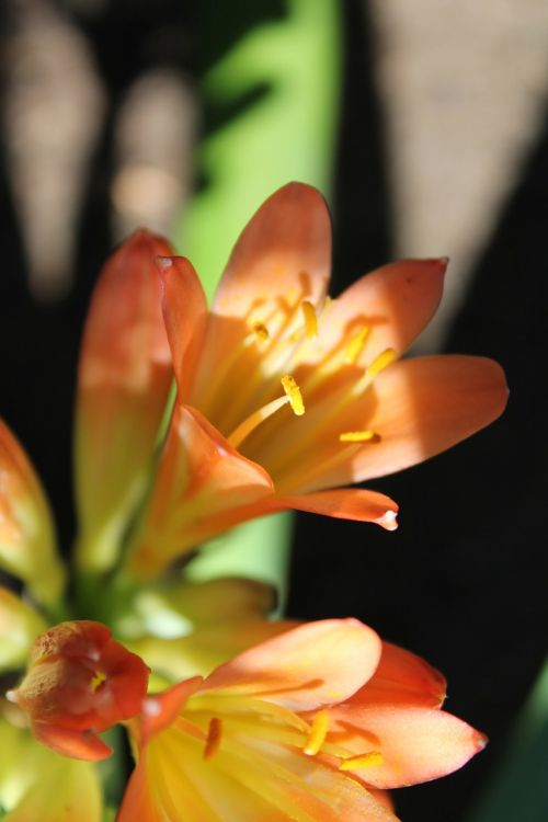 clivias flower plant