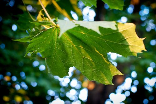 clone leaf nature