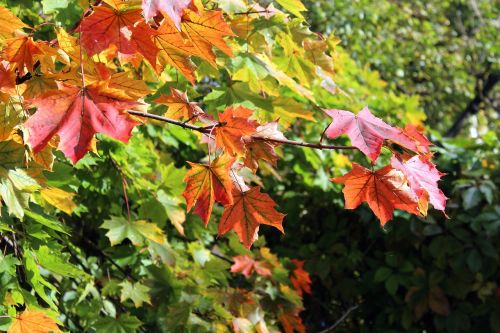 clone foliage autumn leaves