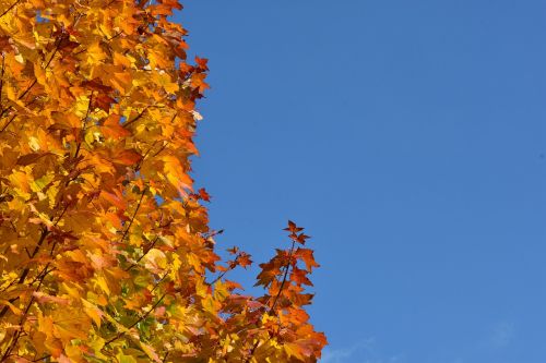clone tree autumn