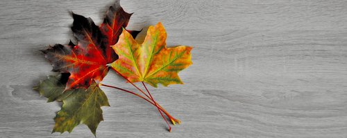 clone  foliage  autumn