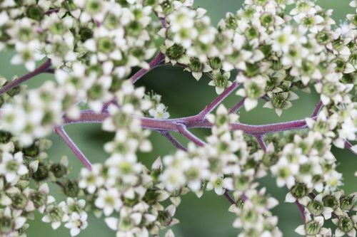 flower plant white