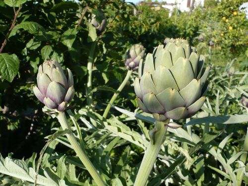 close macro artichoke