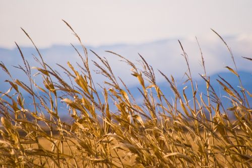 close up grass