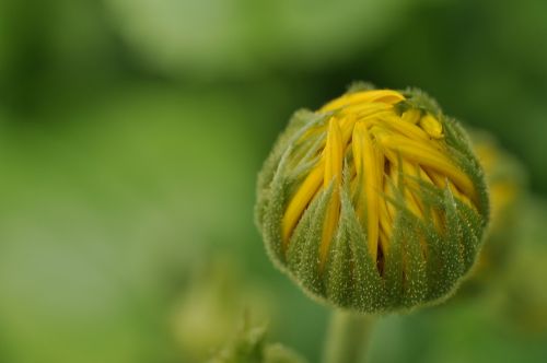 close bud flower