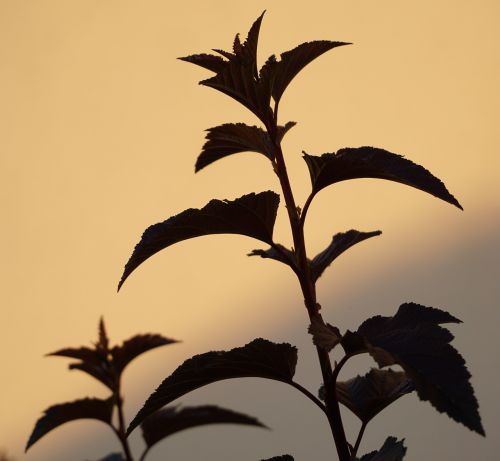 plant shadow bush