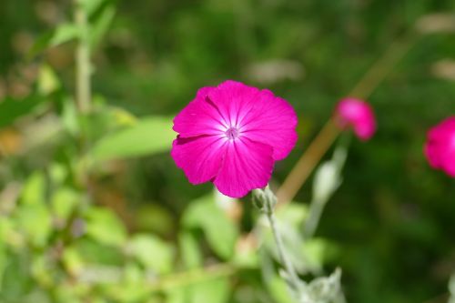 close wild flower nature