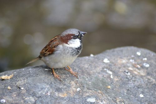 close bird sparrow