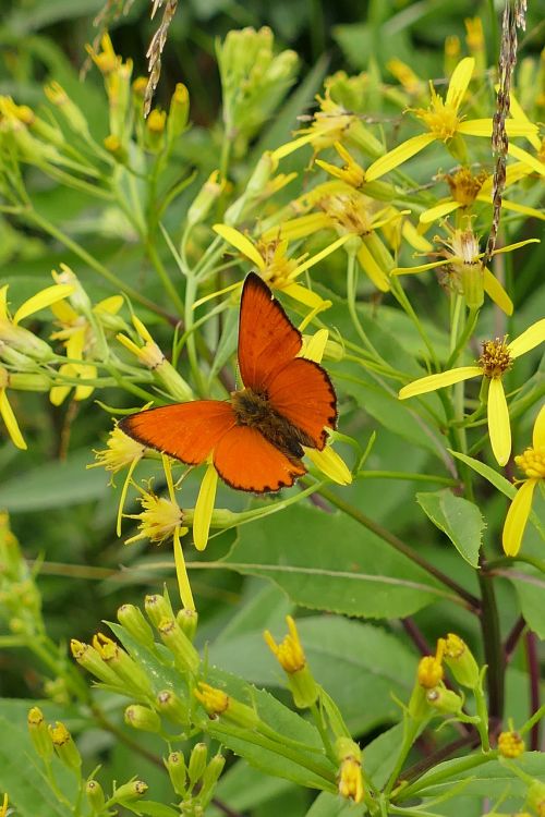 close butterfly forest plant